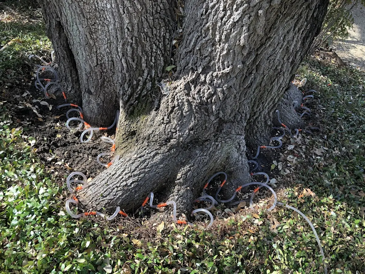 Detailed Tree Cabling and Bracing job site in Henryville